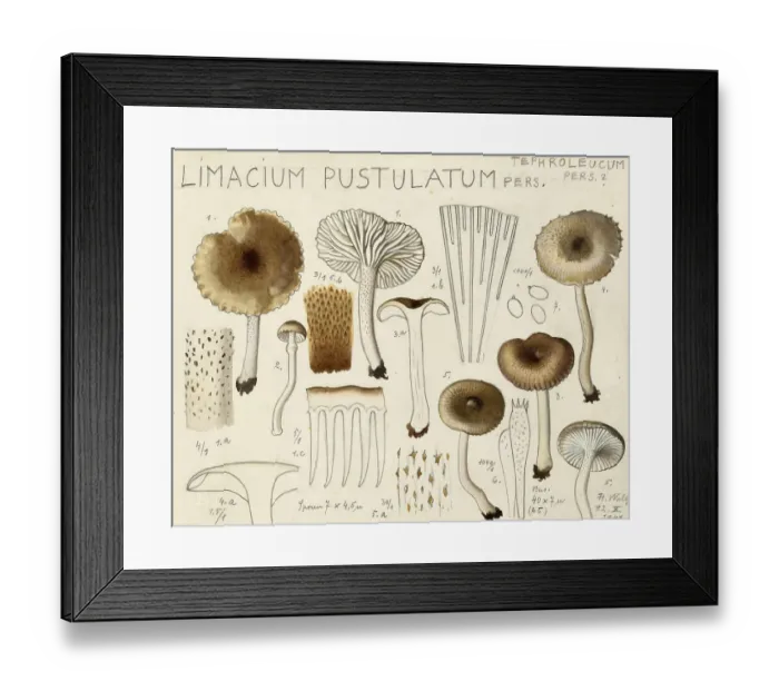 Framed Print : Mushroom, fungi, Hygrophorus agathosmus, syn. Limacium pustulatum, authentic reproduction of an illustration by Hans Walty (1868-1948) from about 1915, historical Framed Print : Mushroom, fungi, Hygrophorus agathosmus, syn. Limacium pustulatum, authentic reproduction of an illustration by Hans Walty (1868-1948) from about 1915, historical