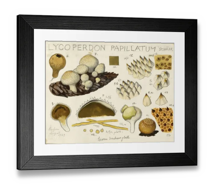 Framed Print : Mushroom, mushroom, bottle mushroom, Lycoperdon perlatum, syn. Staeubling gemmatum, in the vernacular often also bottle bovist, authentic reproduction of an illustration by Hans Walty (1868-1948) from about 1915, historical