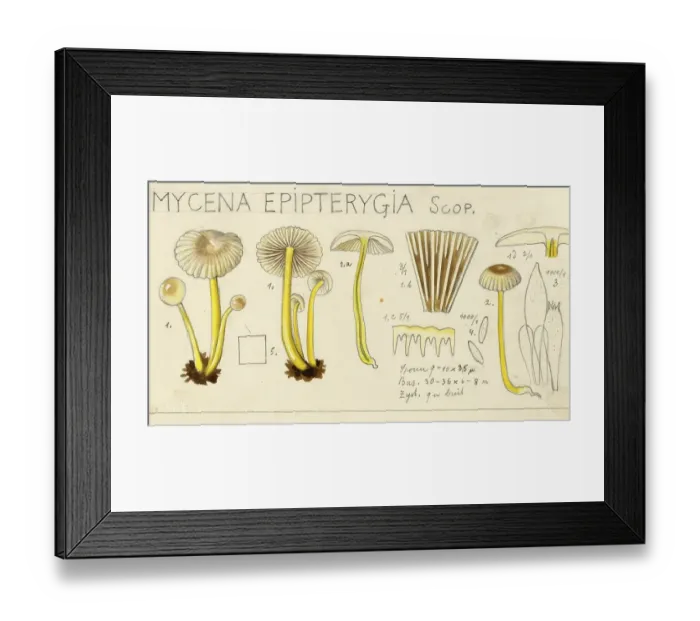 Framed Print : Mushroom, fungi, Yellowleg bonnet, Mycena epipterygia, authentic reproduction of an illustration by Hans Walty (1868-1948) from about 1915, historical