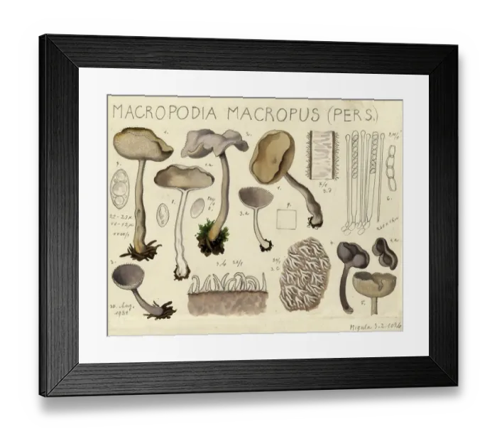 Framed Print : Mushroom, fungus, long-stemmed long-footed fungus, Helvella macropus, authentic reproduction of an illustration by Hans Walty (1868-1948) from about 1915, historical Framed Print : Mushroom, fungus, long-stemmed long-footed fungus, Helvella macropus, authentic reproduction of an illustration by Hans Walty (1868-1948) from about 1915, historical