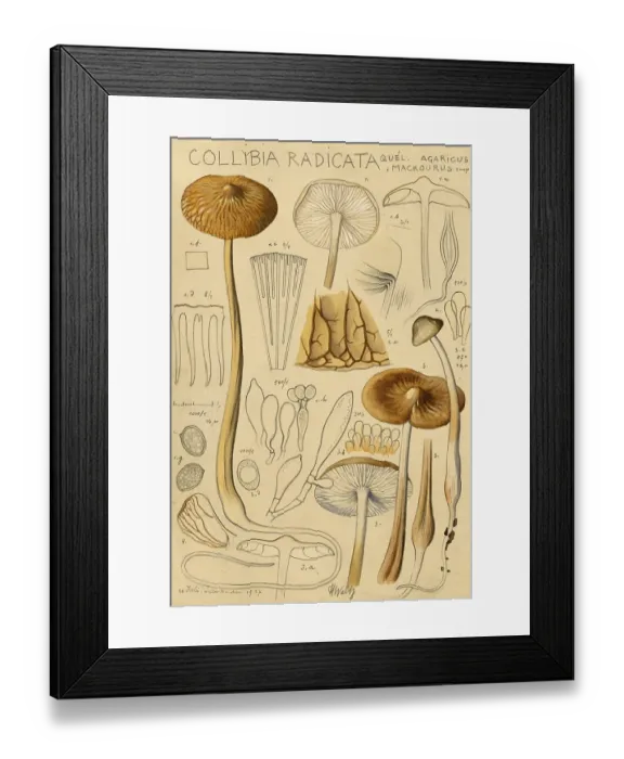 Framed Print : Mushroom, Fungus, Grubby or Slimey Root Root Root, Hymenopellis radicata, syn. Xerula radicata, Oudemansiella radicata, authentic reproduction of an illustration by Hans Walty (1868-1948) from about 1915, historical