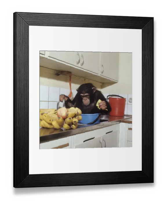 Framed Print : In the kitchen 1971. A chimpanzee is seen sitting in a bucket of water in the kitchen sink playing with the water running from the water tap. 1971. Cyrus ref DV23 Framed Print : In the kitchen 1971. A chimpanzee is seen sitting in a bucket of water in the kitchen sink playing with the water running from the water tap. 1971. Cyrus ref DV23