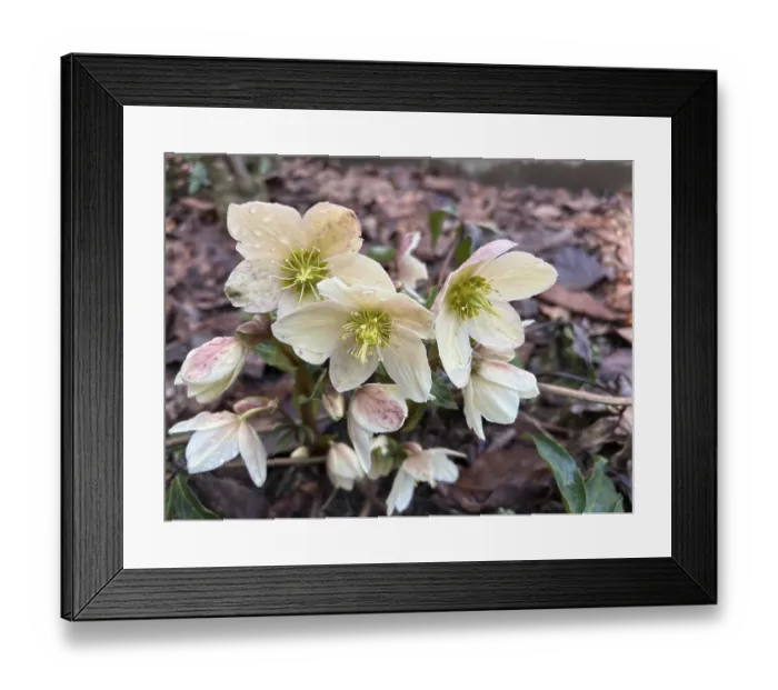 Framed Print : Christmas rose (Helleborus niger), blossom, blossoming, blooming, botany, foliage, spring, early bloomer, spring, Helleborus, in bloom, nature, plant, plants, botany, Christmas rose, flora, snow rose, winter, wintery, buttercup plant, vegetation