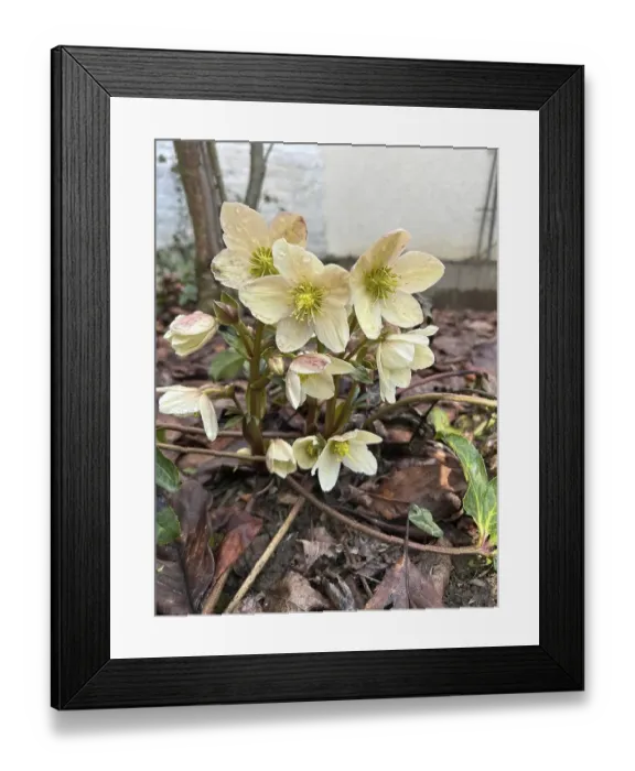 Framed Print : Christmas rose (Helleborus niger), blossom, blossoming, botany, foliage, spring, early bloomer, spring, Helleborus, in bloom, nature, hellebore, plant, plants, botany, Christmas rose, flora, snow rose, winter, buttercup plant, vegetation, wintry