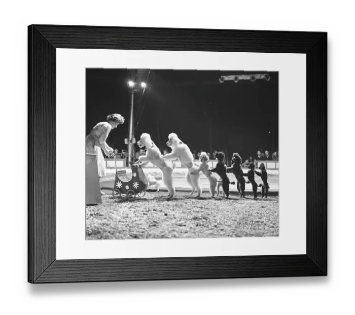 Framed Print : Circus in the 1960s. A woman dog trainer is performing her show together with a group of very well trained poodels