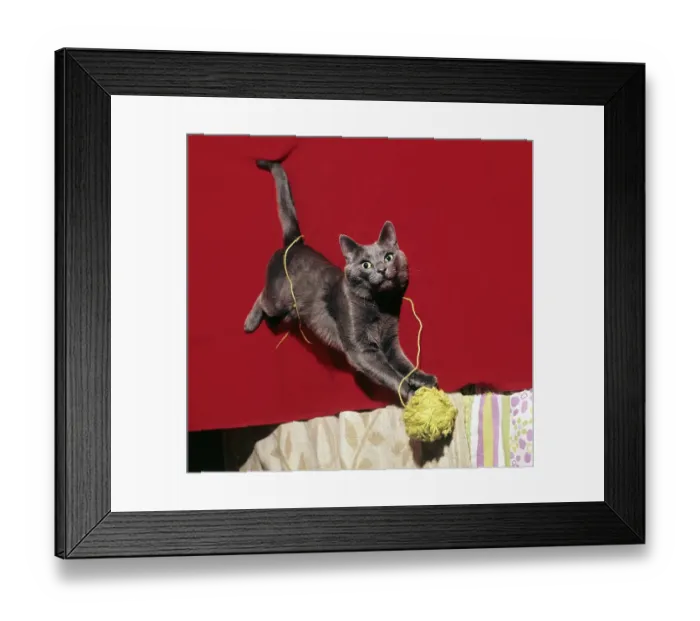 Framed Print : Cat. Color picture of a cat playing with a ball of yarn