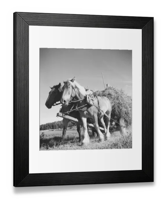 Framed Print : Farming in the 1940s. Two horses are pulling a carriage of the harvested grass from a field