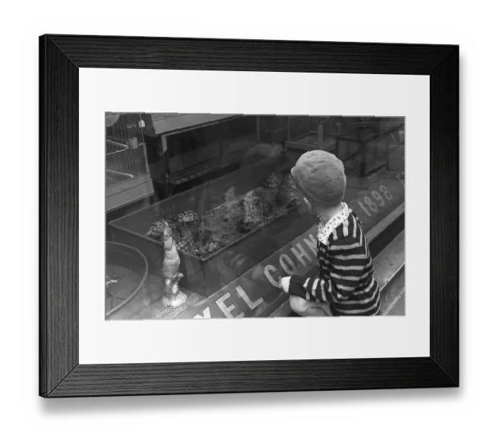 Framed Print : Stockholm 1954. A boy is fascinated by the turtles in the shop window of the Axel Cohn shop at Maester Samuelsgatan 52