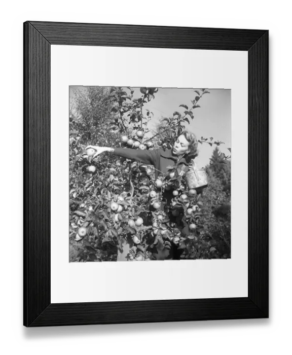 Framed Print : The apple tree in the 1940s. The young fashion model and actress Haide Goeransson Framed Print : The apple tree in the 1940s. The young fashion model and actress Haide Goeransson