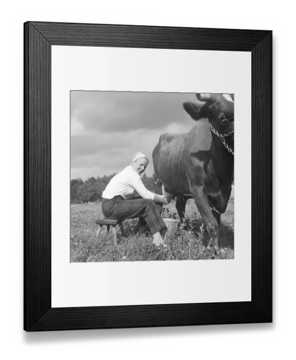 Framed Print : In the 1950s. A woman is milking a cow Framed Print : In the 1950s. A woman is milking a cow