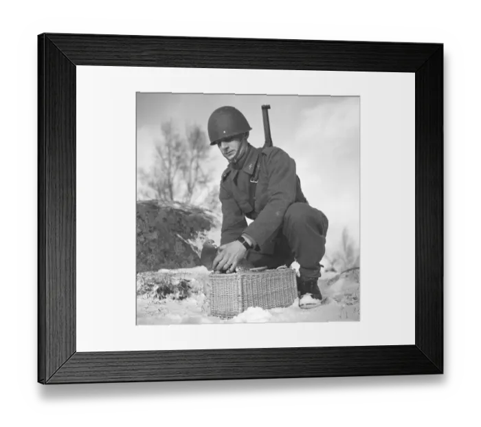 Framed Print : Swedish army during WW2. A soldier is seen holding a pigeon in his hands