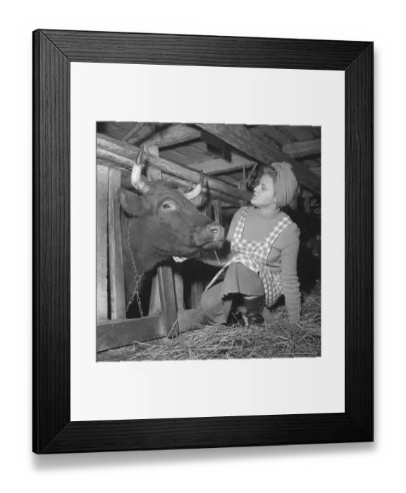 Framed Print : In the 1950s. A woman with a friendly cow in the barn