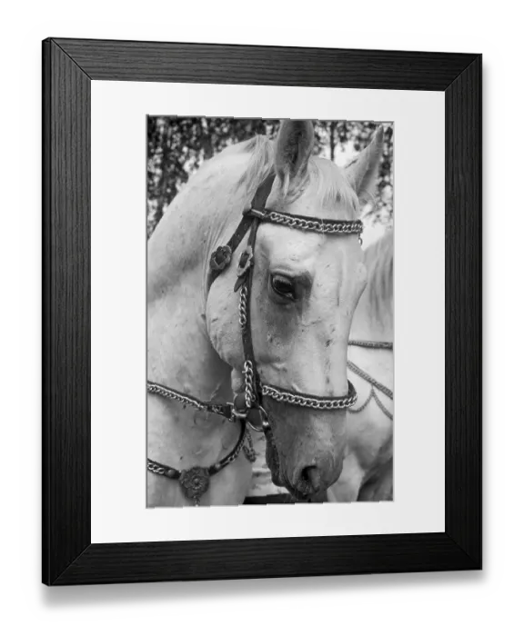 Framed Print : Lipizzan horse, named for the Lipizza stud of the Habsburg monarchy Framed Print : Lipizzan horse, named for the Lipizza stud of the Habsburg monarchy