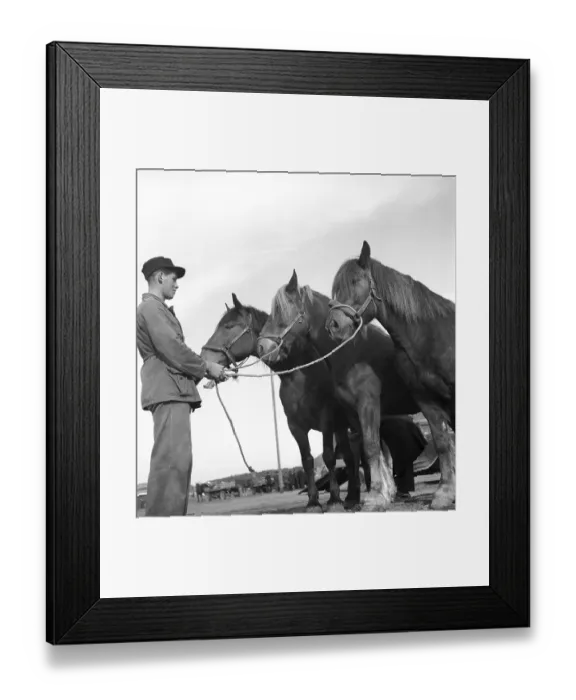 Framed Print : In the 1940s. A young man with three horses at a horse market in the town Hjo in Sweden 1942