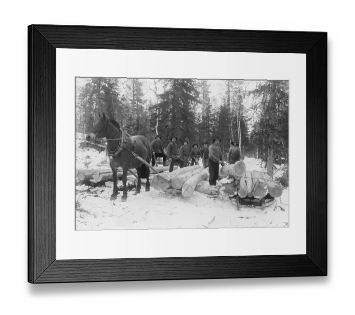 Framed Print : Loggers working year 1908. A team of lumberjacks is clearing the way for the tracks of the coming railway through the north of sweden. The logs are transported by horse and sled to the sawmill. Foellinge Jaemtland Sweden 1908