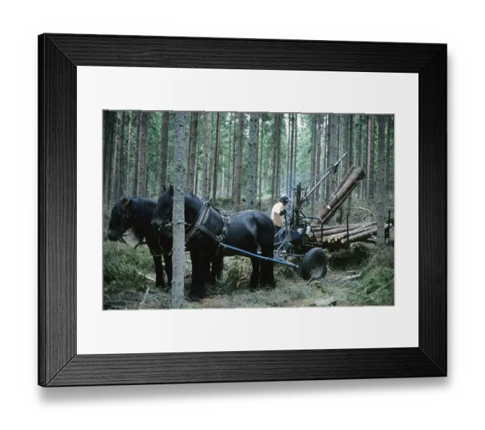 Framed Print : Working in the forest in the 1970s. A man works in his forest and cuts down trees to transport them on a with his horse to his home or the sawmill. Two horses pulls the wagon loaded with logs Framed Print : Working in the forest in the 1970s. A man works in his forest and cuts down trees to transport them on a with his horse to his home or the sawmill. Two horses pulls the wagon loaded with logs