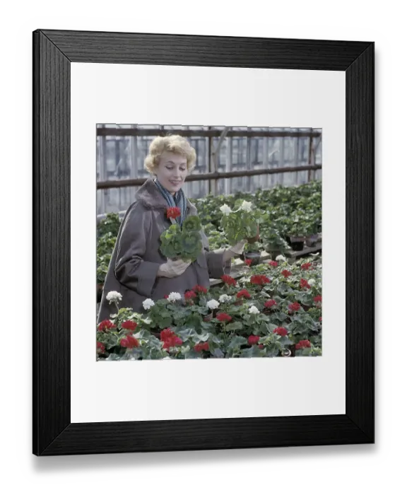Framed Print : In the 1950s. A woman in a greenhouse is holding two geraniums Framed Print : In the 1950s. A woman in a greenhouse is holding two geraniums