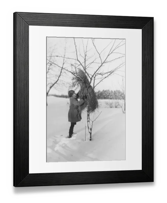 Framed Print : Winter in the 1940s. A girl is feeding the birds and puts a sheaf of oats in a tree Framed Print : Winter in the 1940s. A girl is feeding the birds and puts a sheaf of oats in a tree