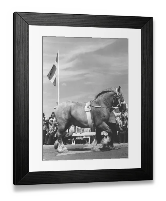 Framed Print : Horse in the 1940s. The winner of a horse show is being presented for the audience on Solvalla Sweden