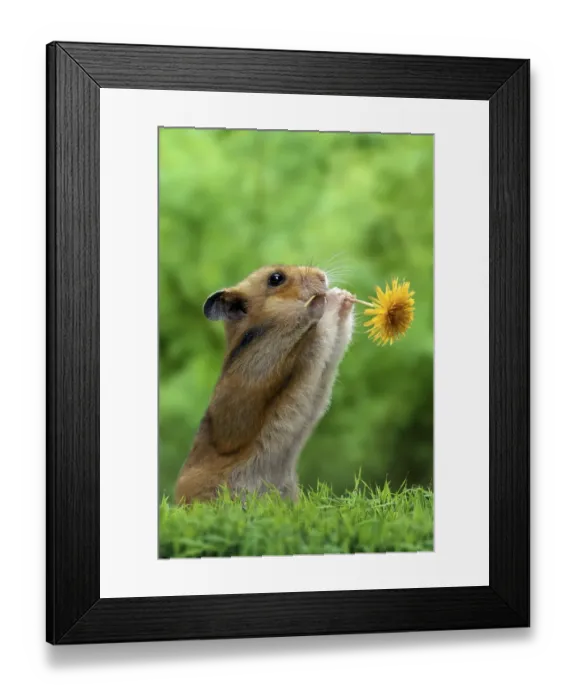 Framed Print : Golden hamster (Mesocricetus auratus) with flower