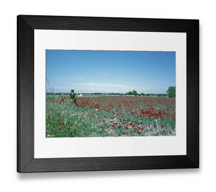 Framed Print : Soldier, poppy field on the border to south-east Anatolia