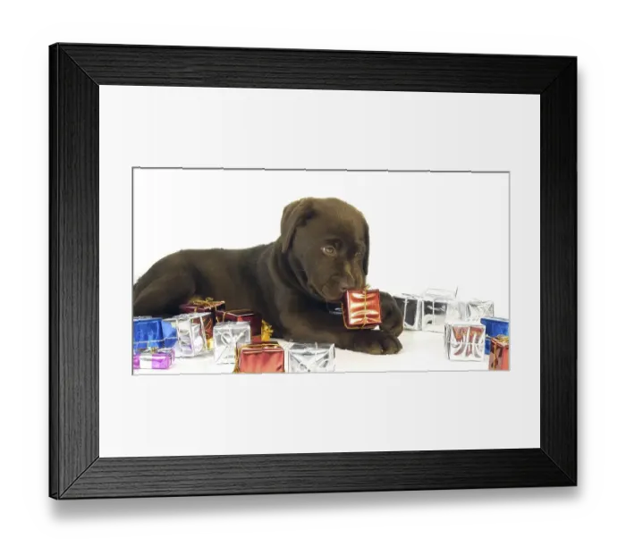 Framed Print : Brown Labrador Retriever, Puppy and Gifts on White Background