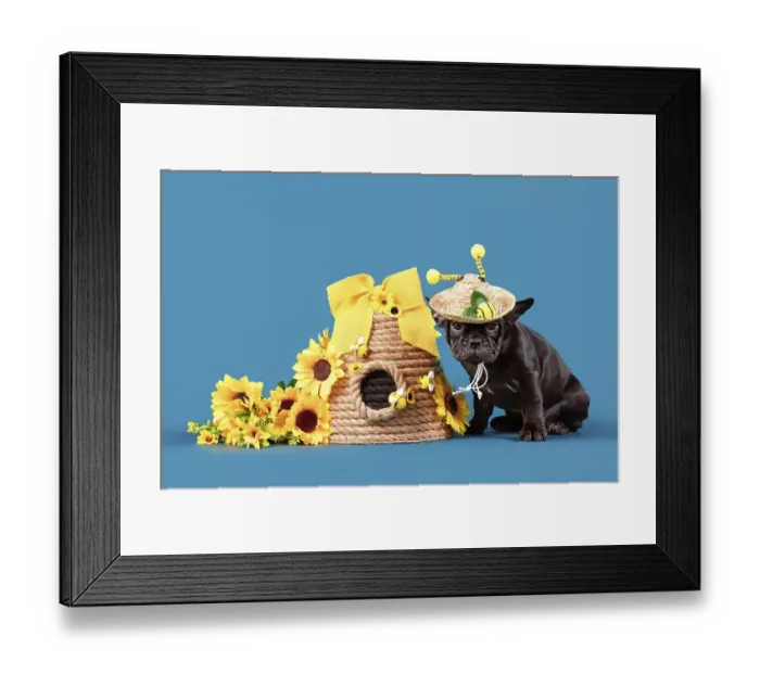 Framed Print : Black French Bulldog dog puppy with bee summer straw hat with antlers sitting next to beehive Framed Print : Black French Bulldog dog puppy with bee summer straw hat with antlers sitting next to beehive
