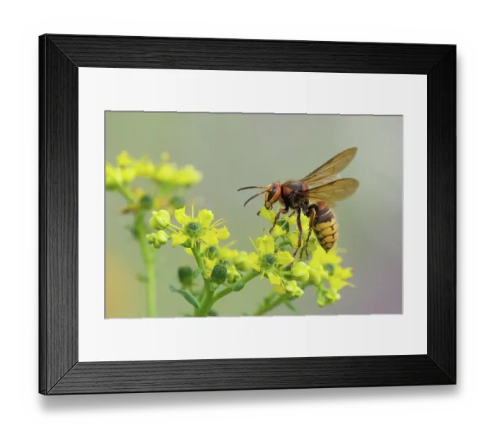 Framed Print : A european hornet (Vespa crabro) sits on a yellow flower, common rue (Ruta graveolens), and sucks nectar, photographed in a natural environment, Hesse, Germany, Europe Framed Print : A european hornet (Vespa crabro) sits on a yellow flower, common rue (Ruta graveolens), and sucks nectar, photographed in a natural environment, Hesse, Germany, Europe