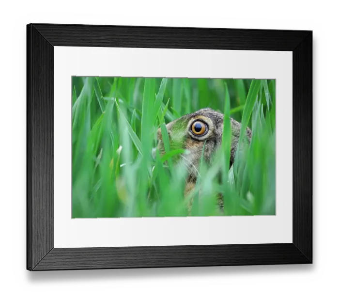 Framed Print : Hare (Lepus europaeus) in the grass Framed Print : Hare (Lepus europaeus) in the grass