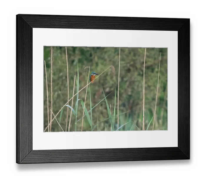 Framed Print : Common kingfisher (Alcedo atthis) on a reed in a quiet, green natural environment, Hesse, Germany, Europe Framed Print : Common kingfisher (Alcedo atthis) on a reed in a quiet, green natural environment, Hesse, Germany, Europe