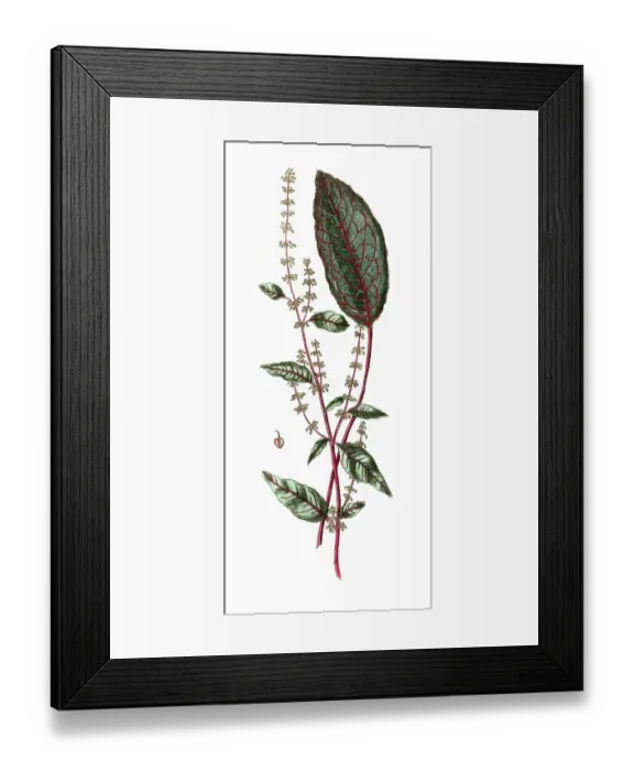 Framed Print : Rumex sanguineus, grove dock, digital reproduction of a historical original
