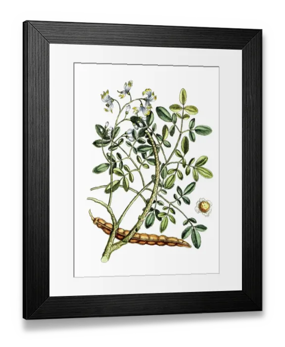 Framed Print : Guilandina moringa, horseradish tree, digital reproduction of a historical model, between 1790 and 1810
