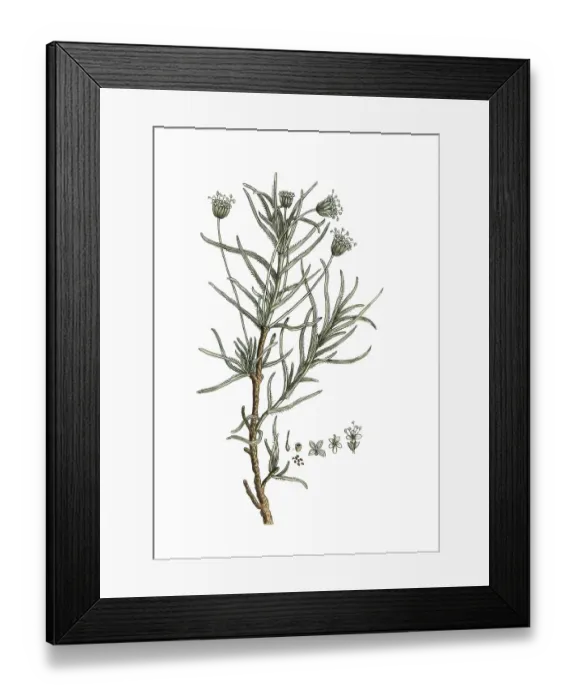 Framed Print : Plantago cynops, digital reproduction of a historical original