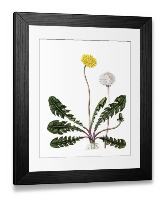 Framed Print : Leontodon taraxacum, dandelion, digital reproduction of a historical original, between 1790 and 1810