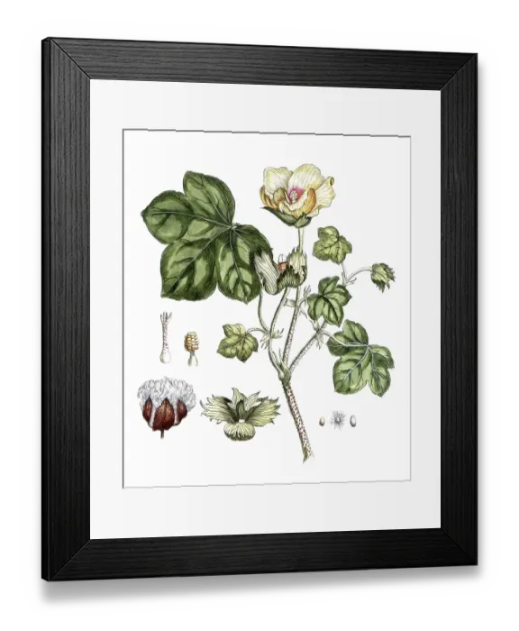 Framed Print : Ligustrum vulgare, Wild privet