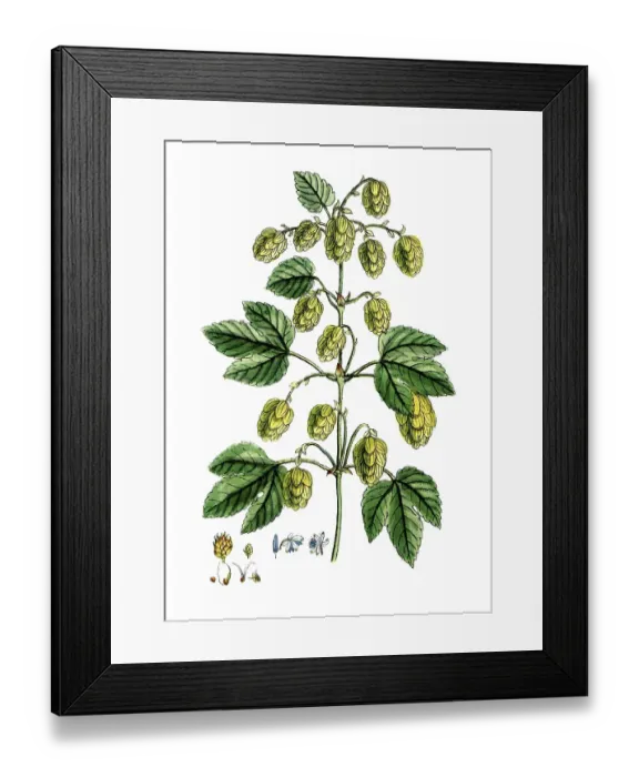 Framed Print : Humulus lupulus, common hop, digital reproduction of a historical original, between 1790 and 1810