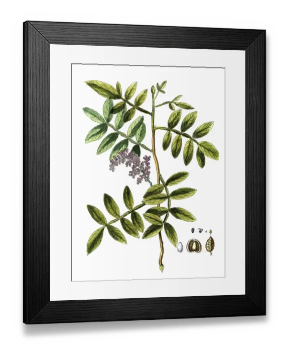 Framed Print : Pistacia terebinthus, turpentine pistachio