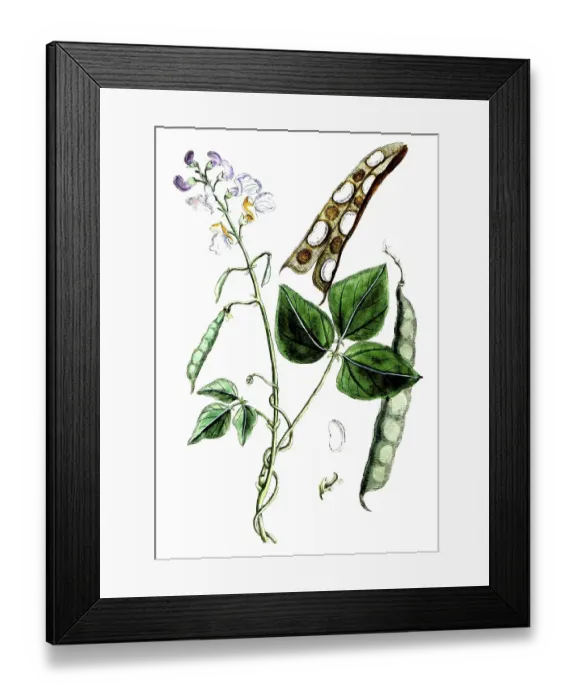 Framed Print : Phaseolus vulgaris, garden bean, also green bean, runner bean, digital reproduction of a historical model, between 1790 and 1810
