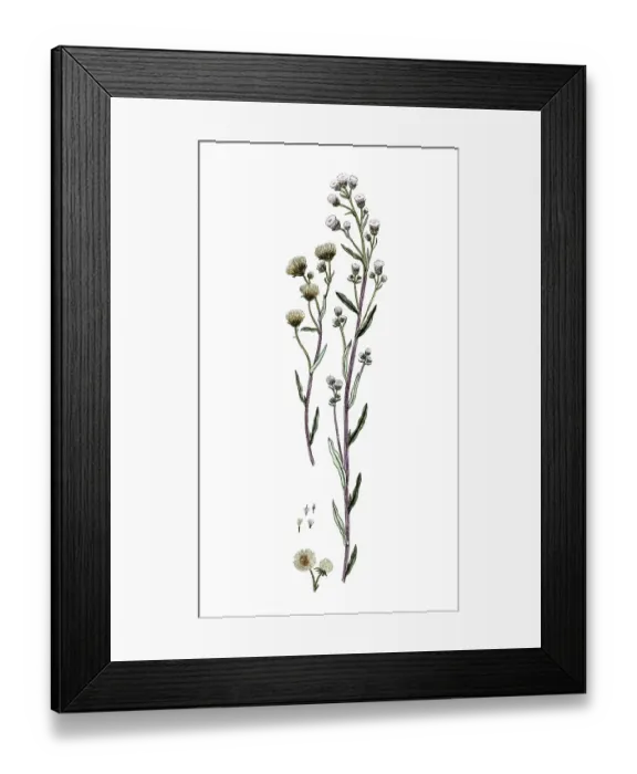 Framed Print : Erigeron acre, Erigeron acer, digital reproduction of a historical original