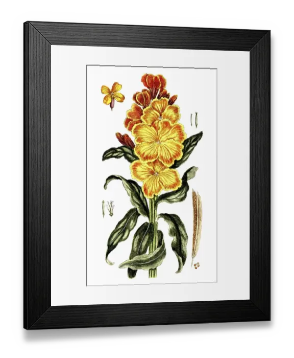 Framed Print : Cheiranthus cheiri, Erysimum cheiri, golden varnish, digital reproduction of a historical model, between 1790 and 1810