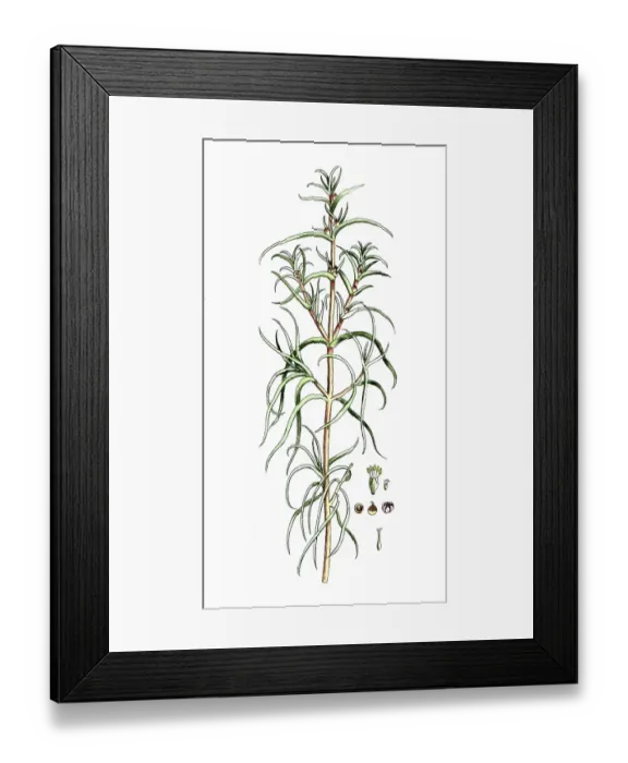 Framed Print : Salfola soda, salt weed, monk's beard Framed Print : Salfola soda, salt weed, monk's beard