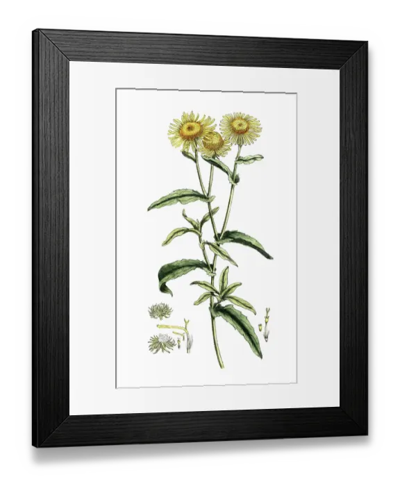 Framed Print : Inula dysenterica, Pulicaria dysenterica