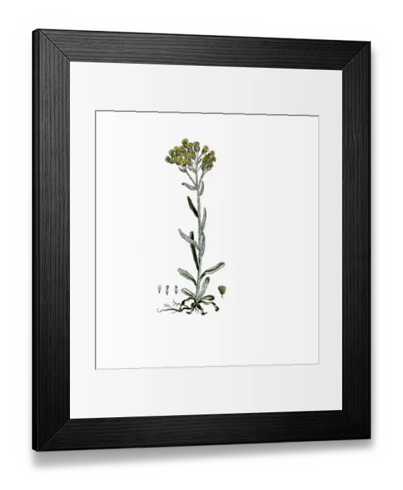 Framed Print : Gnaphalium arenarium, Helichrysum arenarium