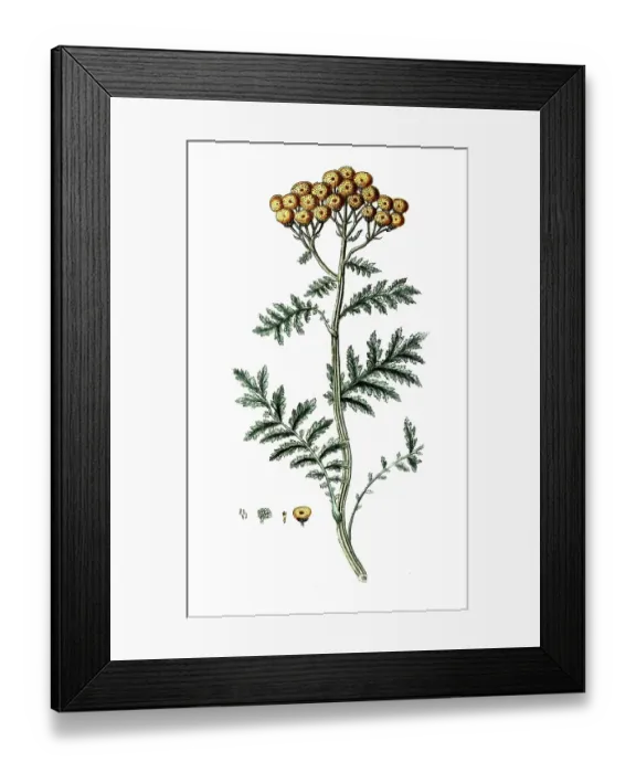 Framed Print : Tanacetum vulgare, tansy, digital reproduction of a historical original, between 1790 and 1810 Framed Print : Tanacetum vulgare, tansy, digital reproduction of a historical original, between 1790 and 1810