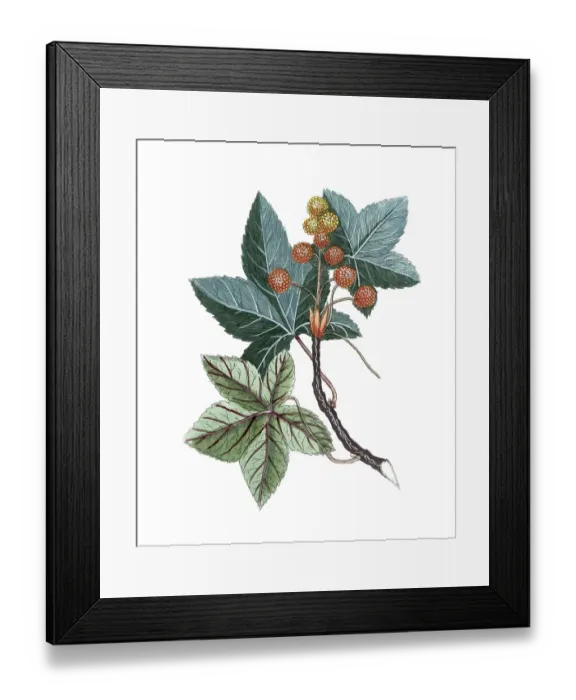 Framed Print : Liquidambar styraciflua, American sweetgum Framed Print : Liquidambar styraciflua, American sweetgum