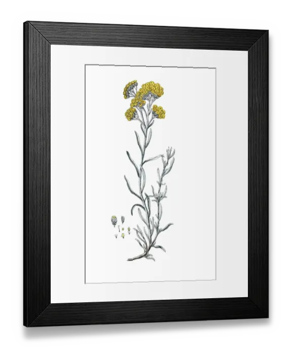 Framed Print : Gnaphalium stoechas, Helichrysum stoechas