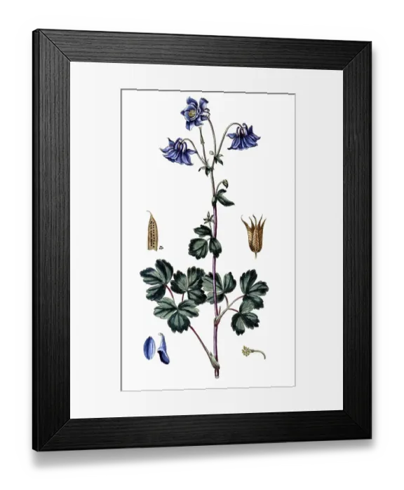 Framed Print : Melaleuca leucadendra, silver tree myrtle heather, cajeput tree, digital reproduction of a historical original, between 1790 and 1810