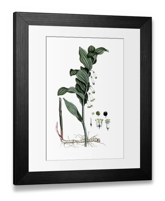 Framed Print : Convallaria polygonatum, Polygonatum multiflorum Framed Print : Convallaria polygonatum, Polygonatum multiflorum