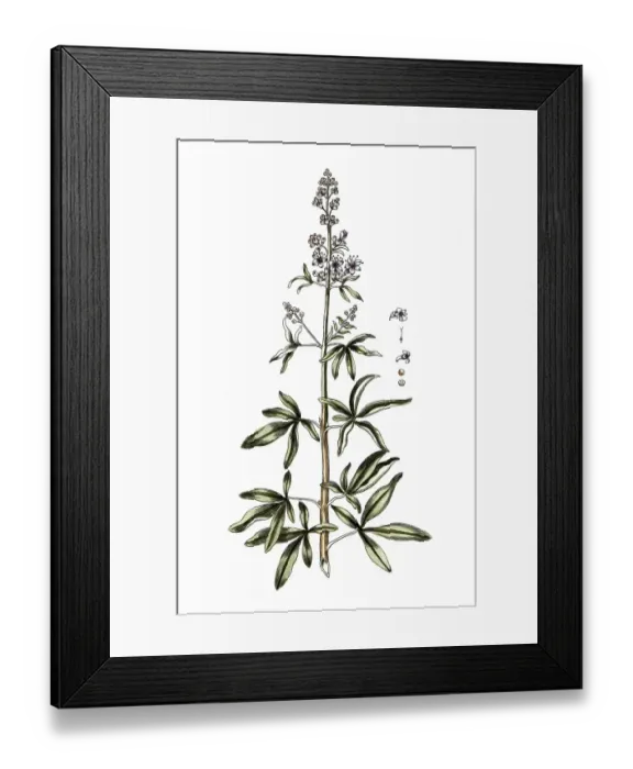 Framed Print : Vitex agnus castus, monk's pepper