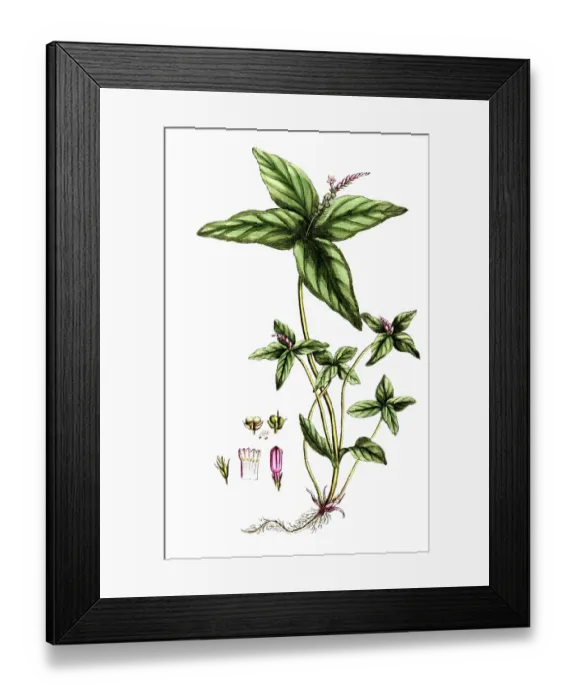 Framed Print : Spigelia anthelmia, Indian wormweed, digital reproduction of a historical original, between 1790 and 1810